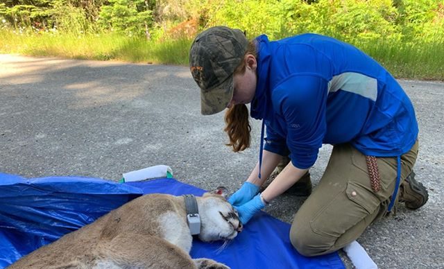 Kimberly Shelton sitting over a mountain lion with a research collar around its neck
