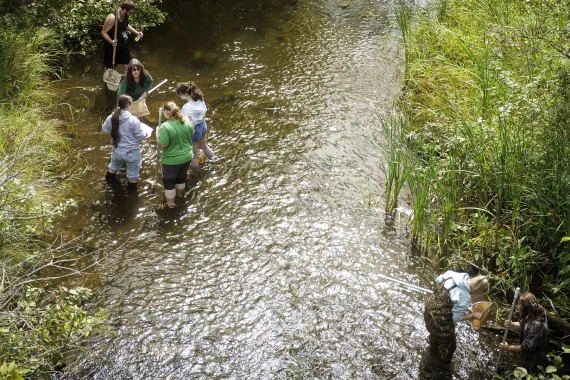 Wetlands Ecology, Minor